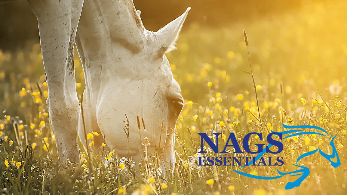 Happy Easter from the Yard: Spring Care, Treats & Little Luxuries for Your Horse