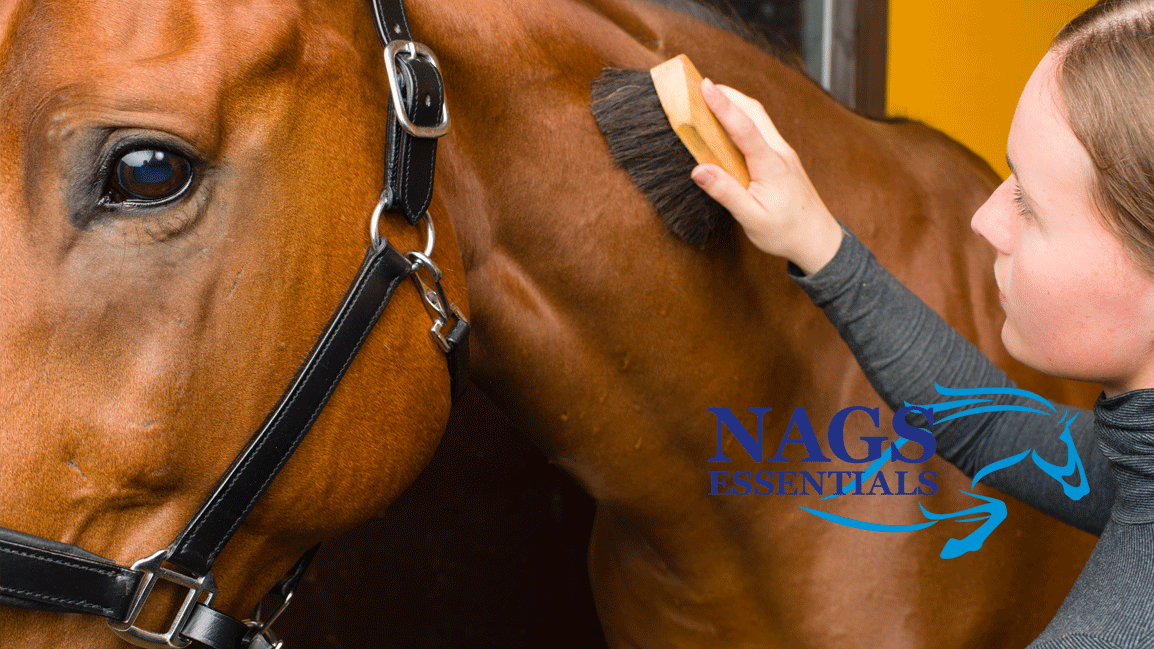 Surviving Shedding Season: Grooming Tips for Spring