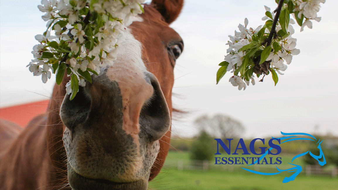 Preparing Your Fields for Spring Turnout