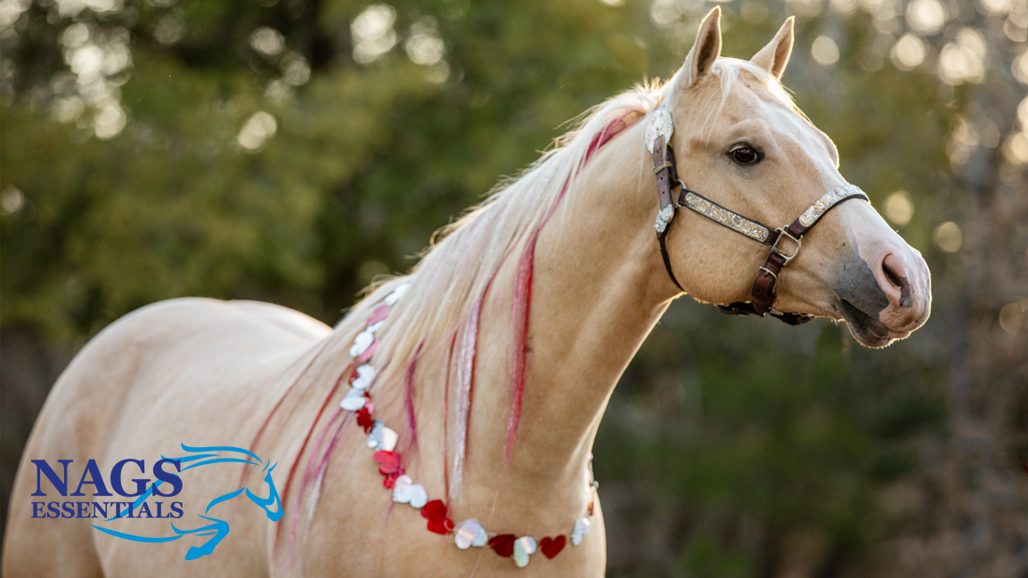 Love Your Horse This Valentine’s Day 💕
