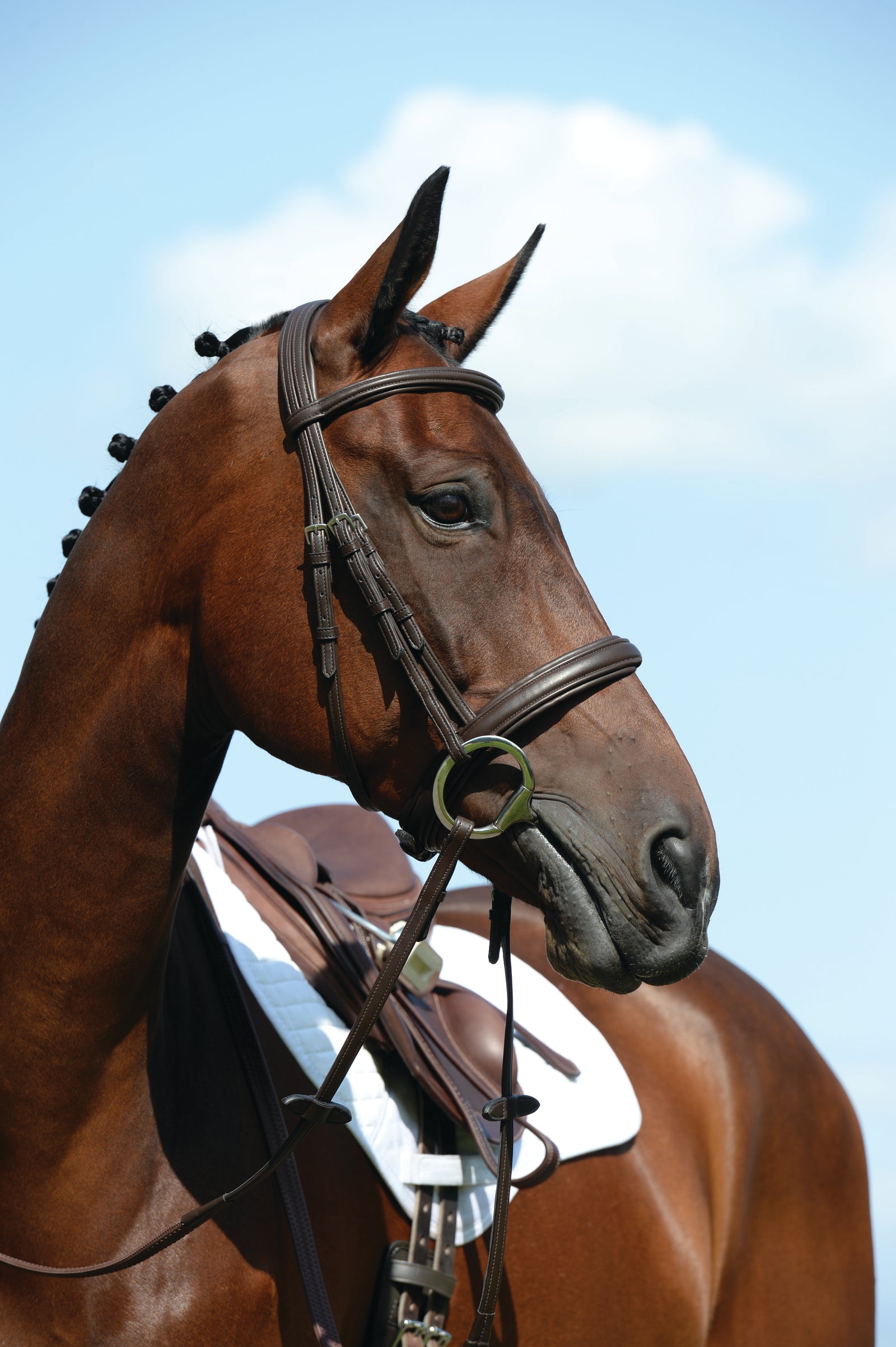 Collegiate Syntovia + Padded Raised Cavesson Bridle