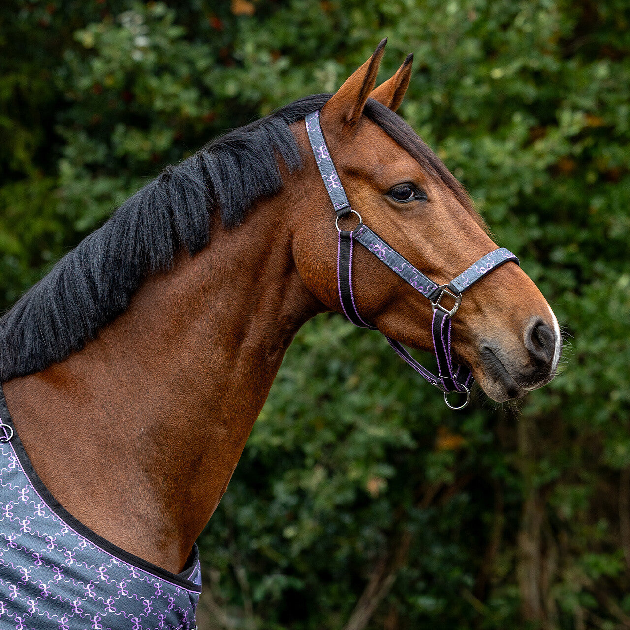 Head Collar Set - Turnout Collection