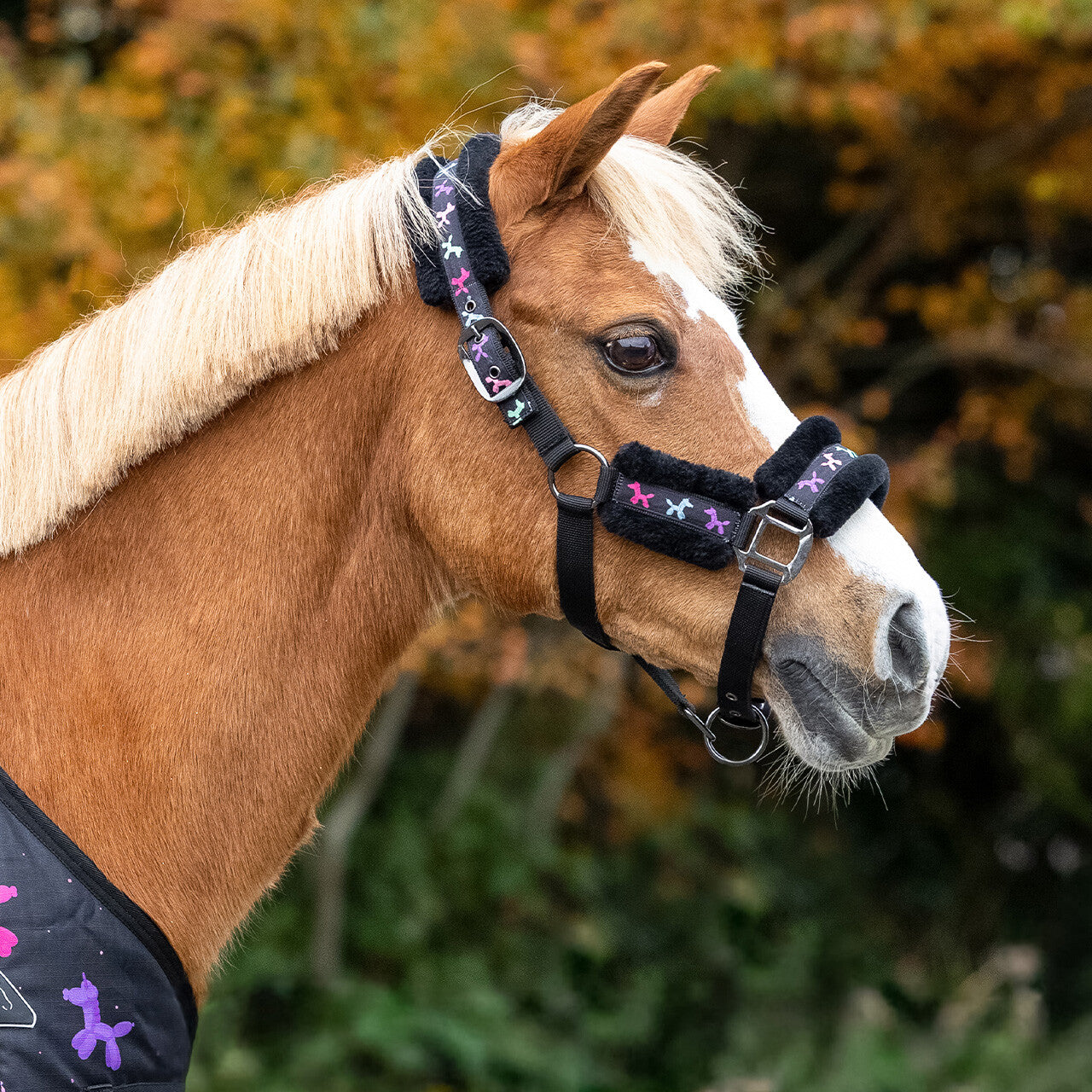 Isalyn Headcollar Set