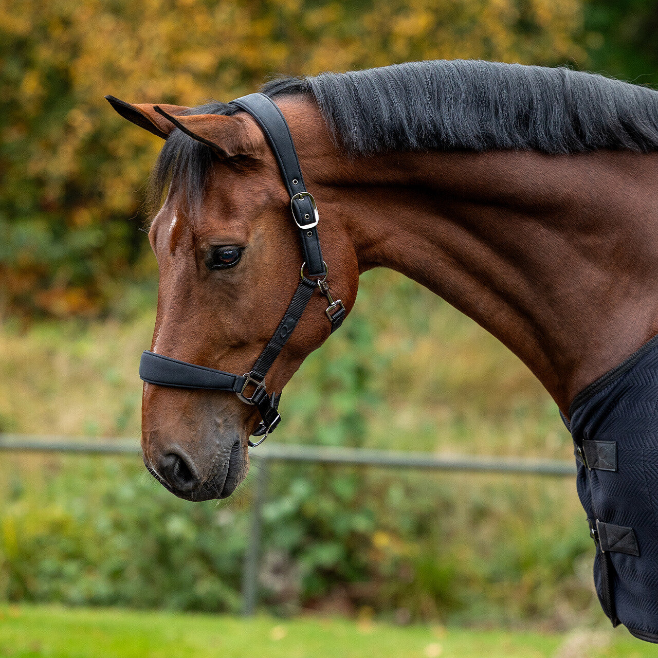 Avenna Head Collar Set