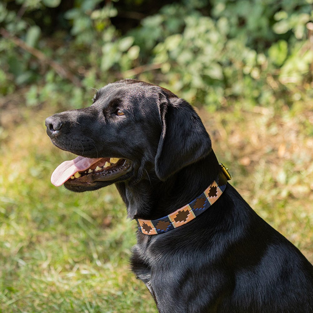 Benji & Flo Sublime Polo Leather Dog Collar