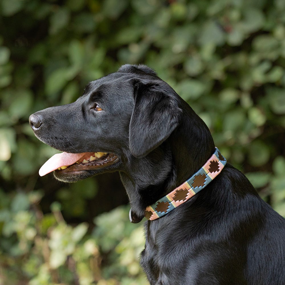 Benji & Flo Sublime Polo Leather Dog Collar
