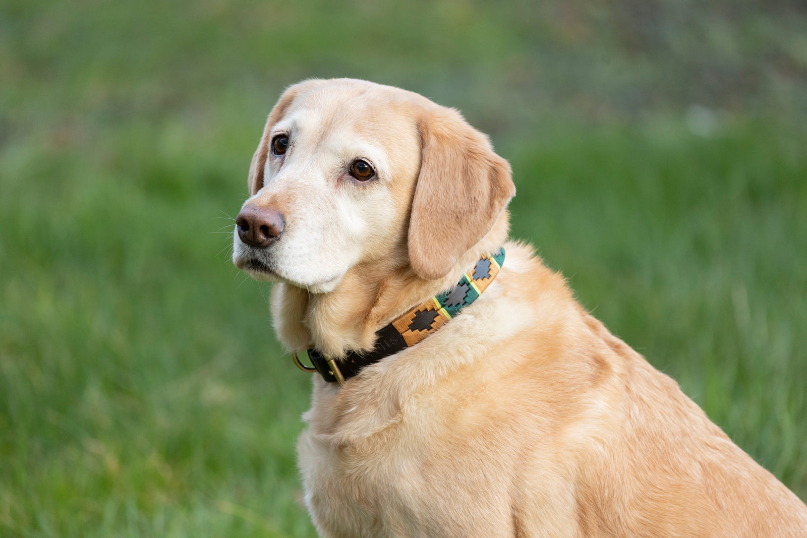 Benji & Flo Sublime Polo Leather Dog Collar