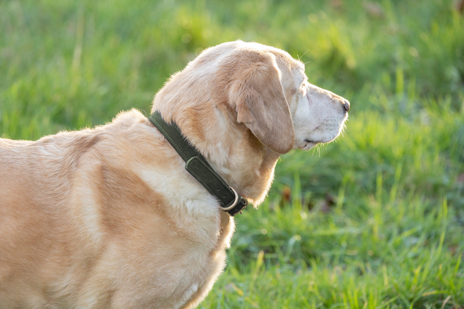Benji & Flo Noble Suede Dog Collar