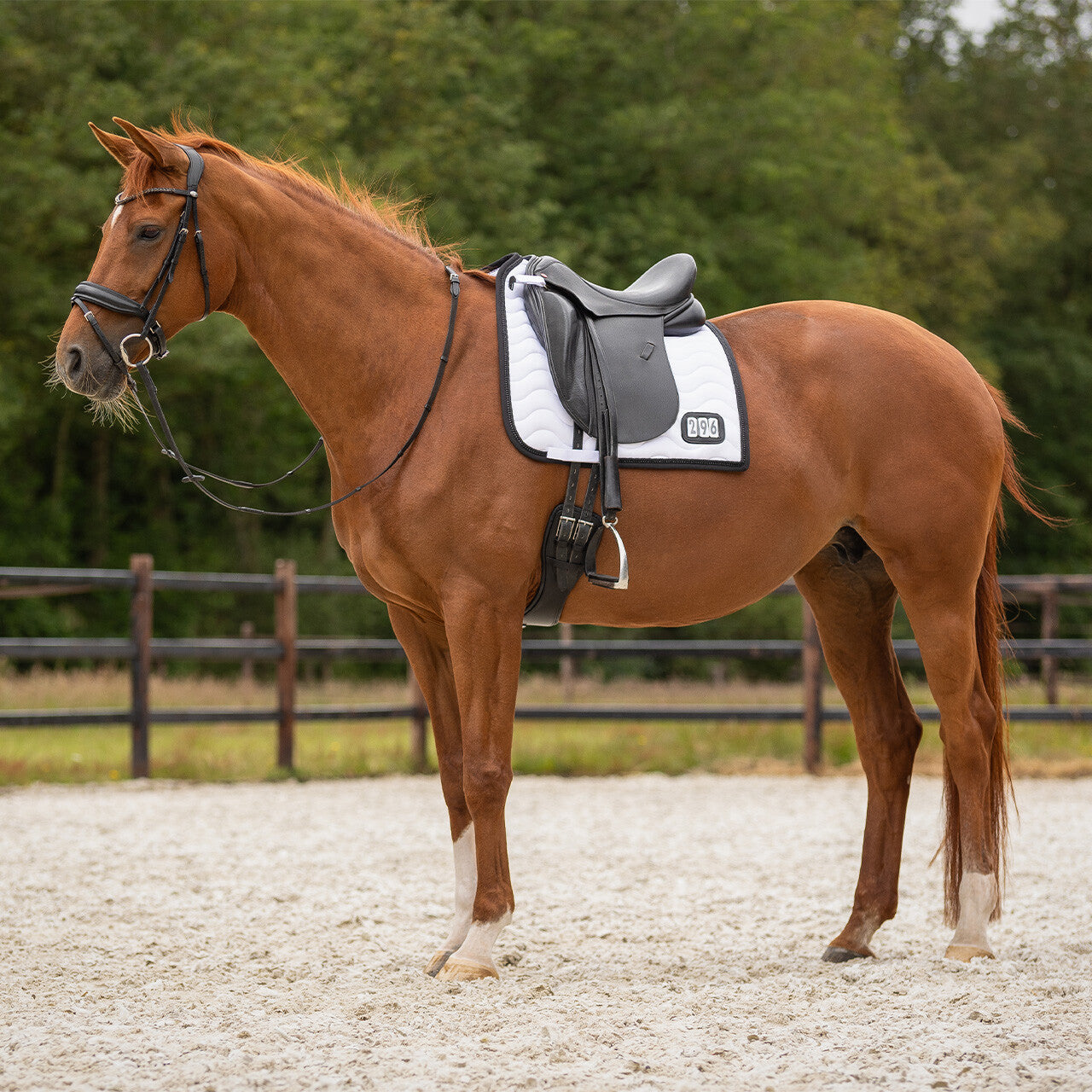Number Saddlepad
