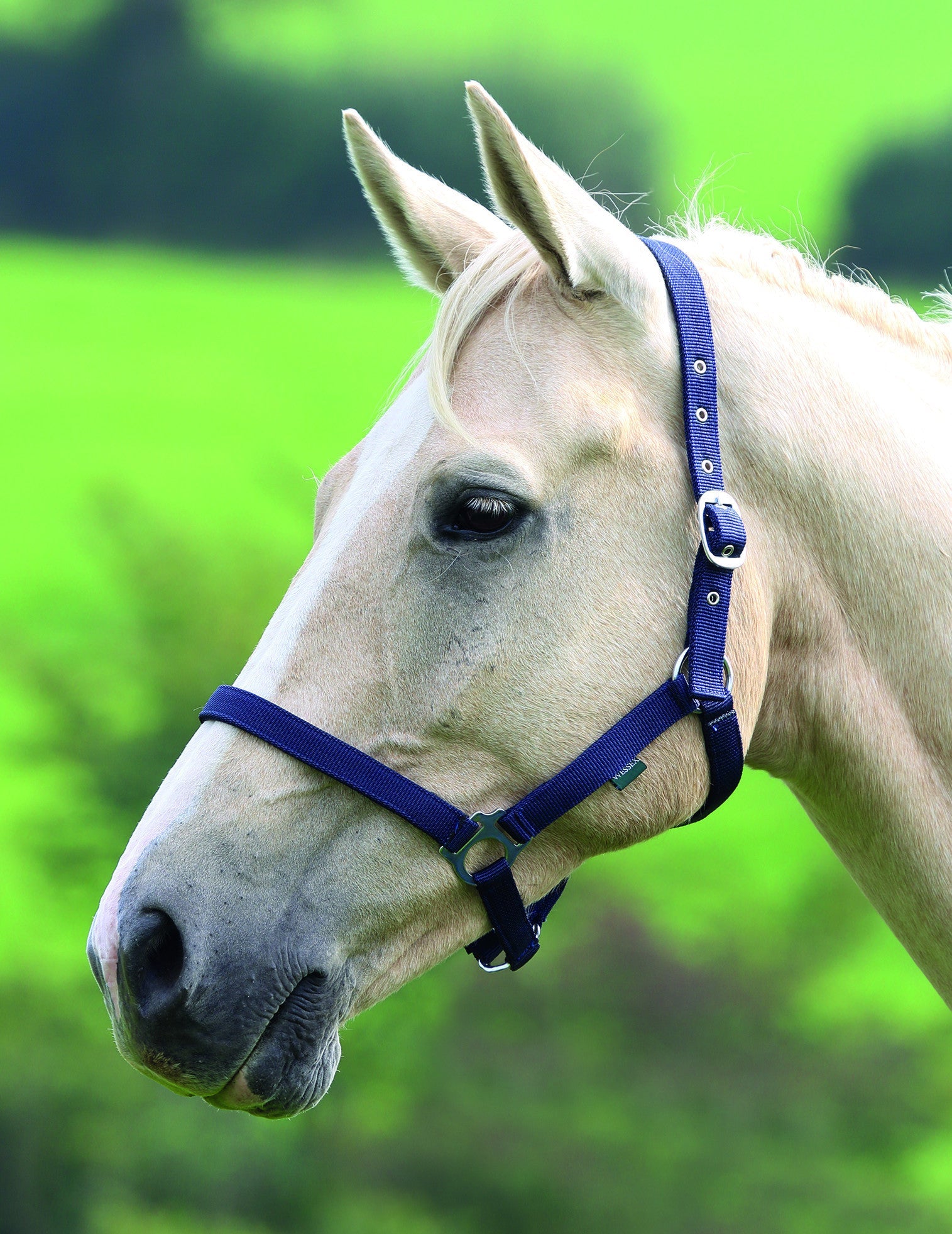 Wessex Headcollar - Nags Essentials