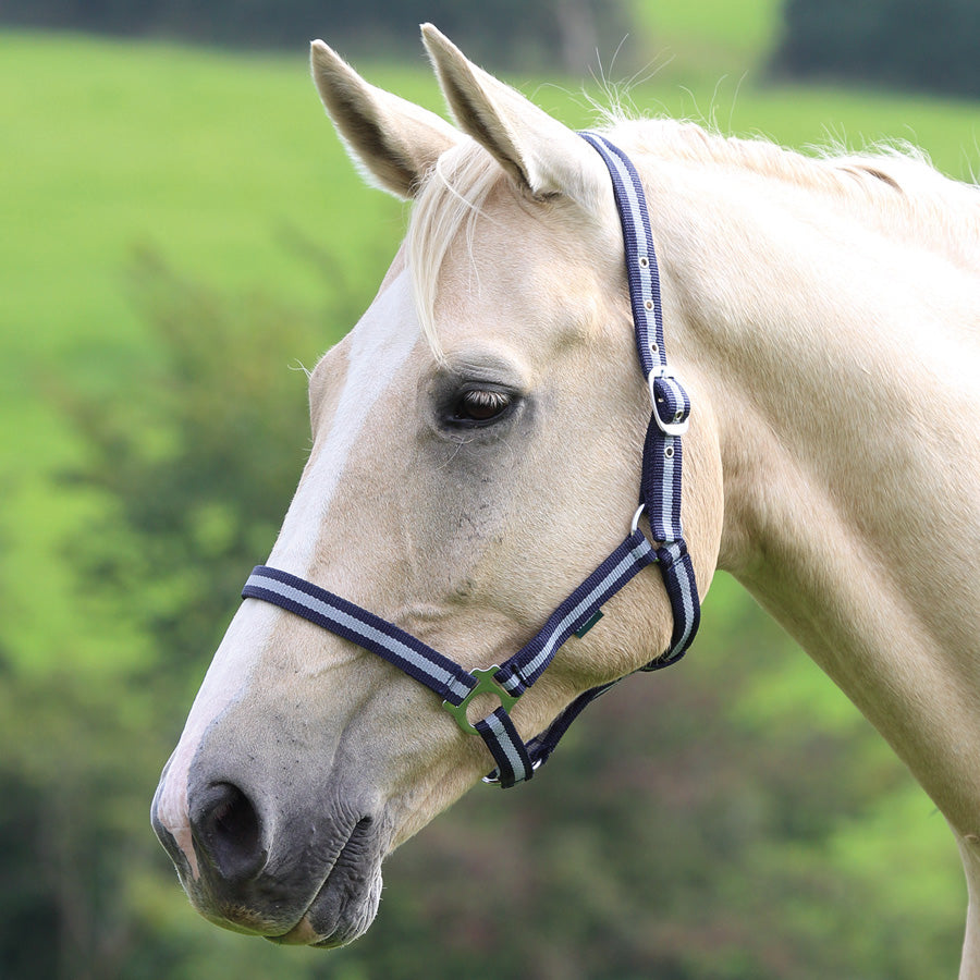 Wessex Headcollar - Nags Essentials