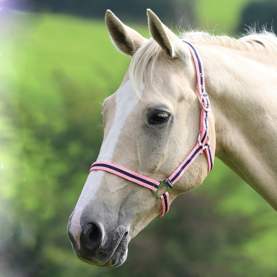 Wessex Headcollar - Nags Essentials