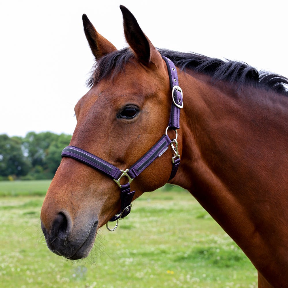Hy Equestrian Mystic Head Collar