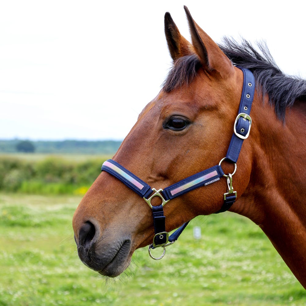 Hy Equestrian Mystic Head Collar