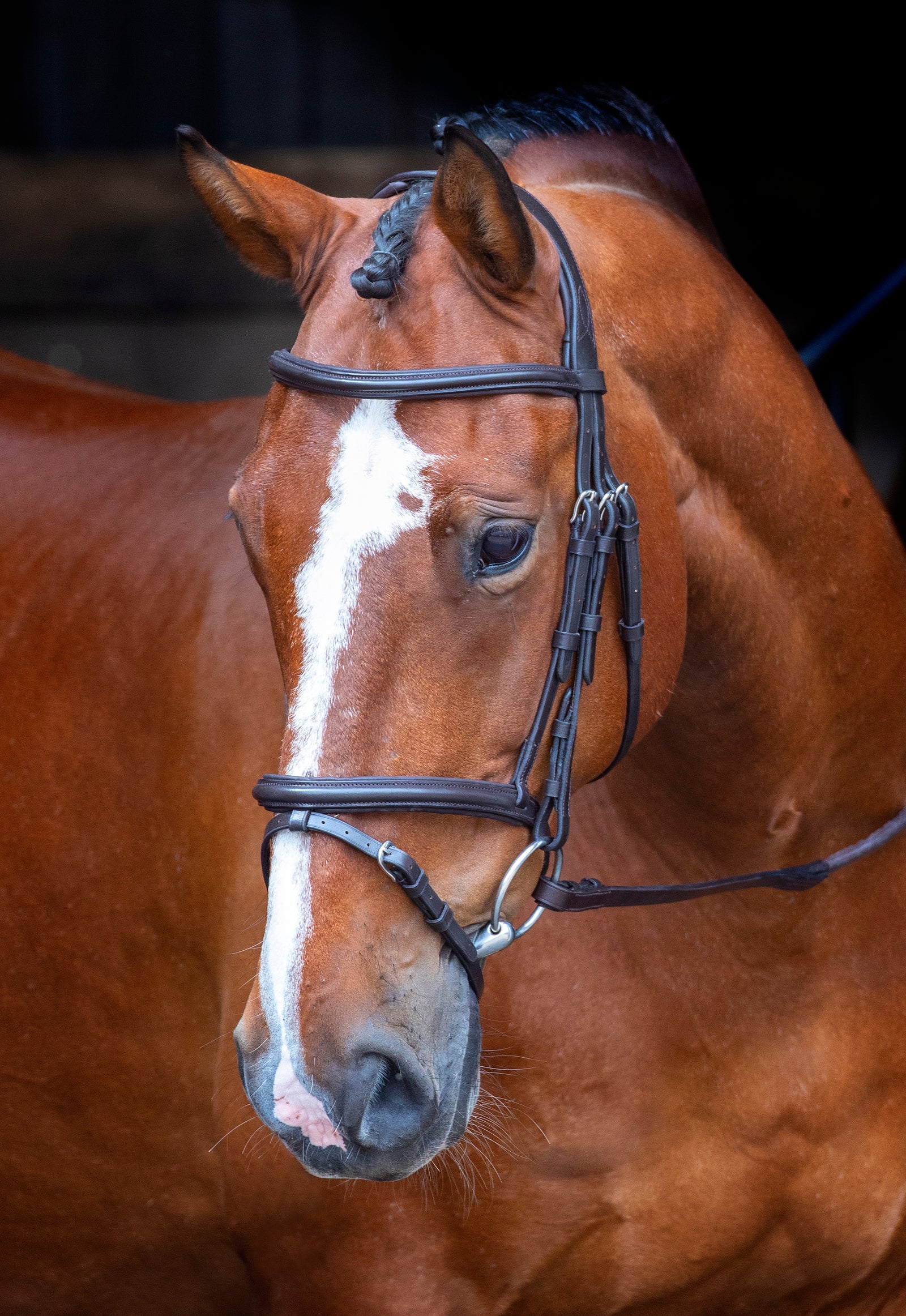 Velociti RAPIDA Padded Raised Flash Bridle