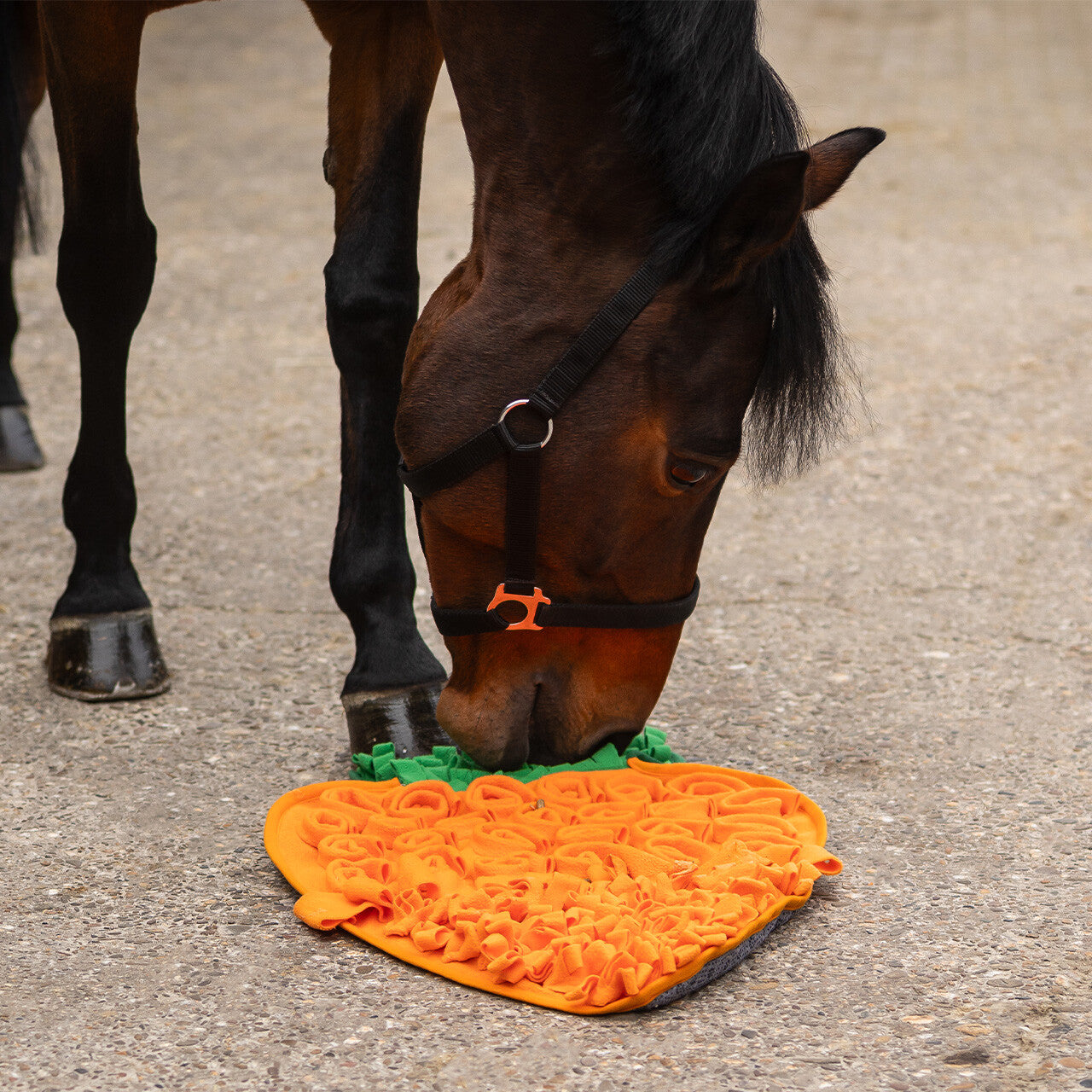 Carrot Snuffle mat for horses