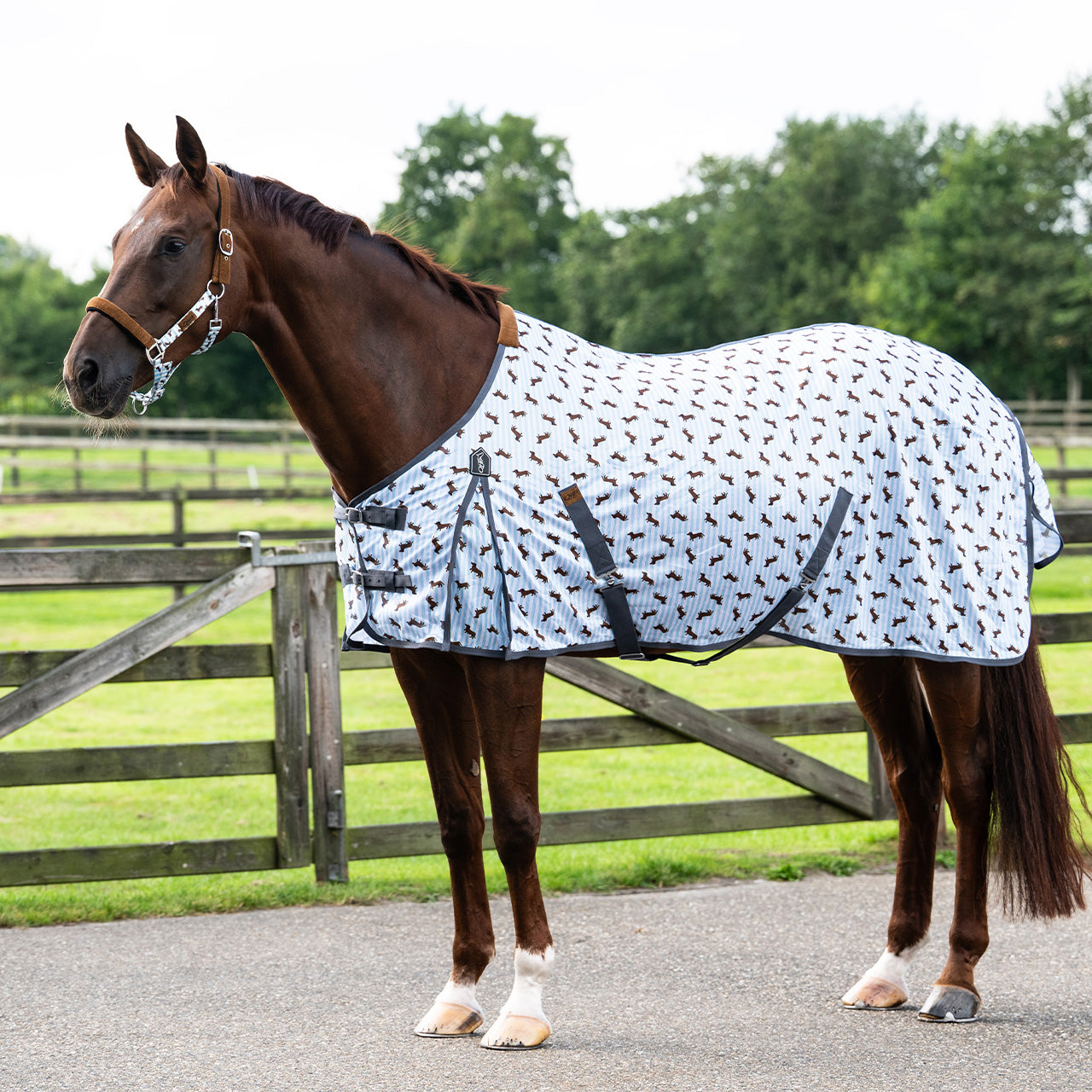 Stable Buddy Dachshund Print Fly Rug