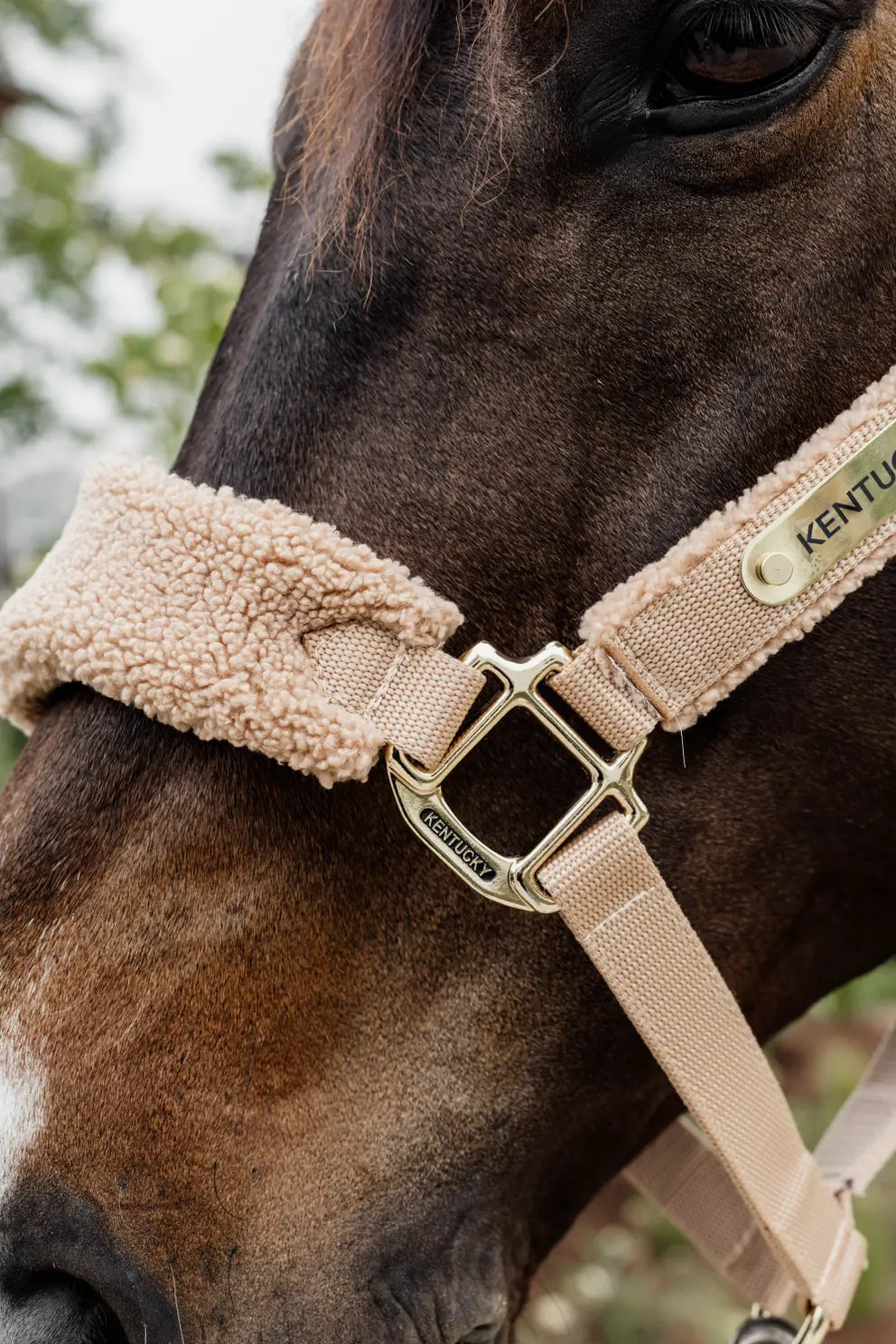 Kentucky Teddy Fleece Head Collar