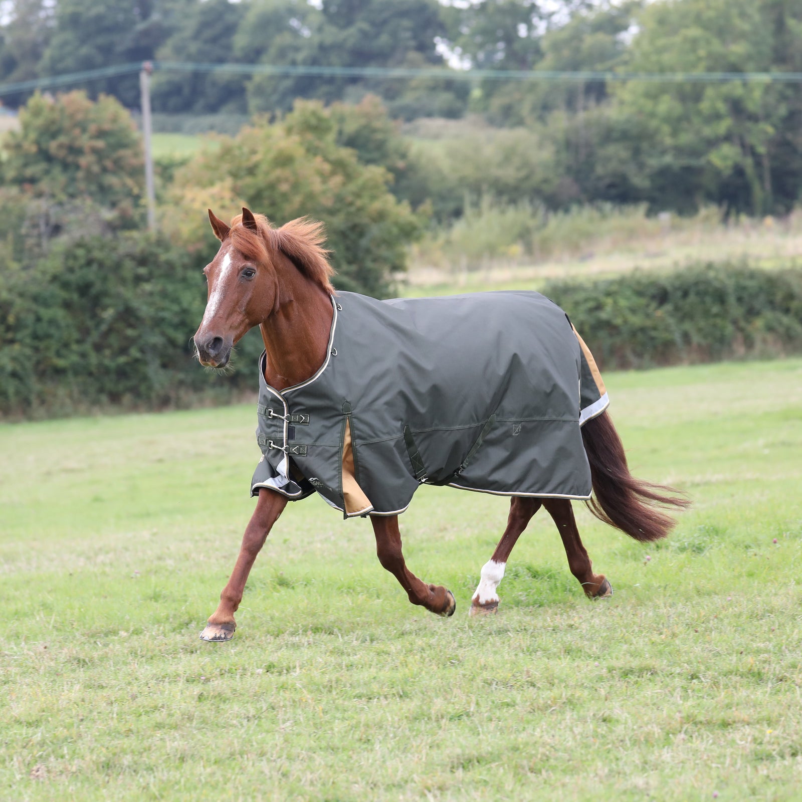 Highlander Plus 50g Turnout Rug - Green