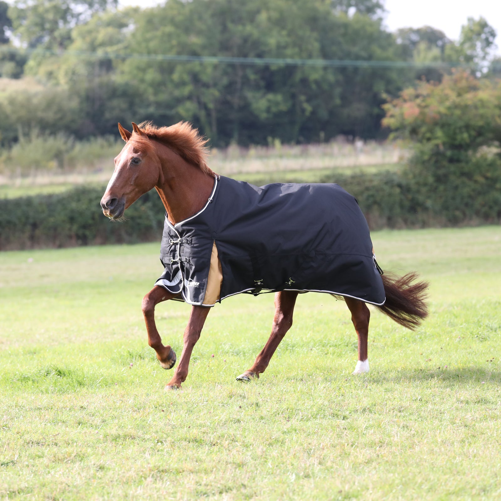 Highlander Plus 200g Turnout Rug - Black