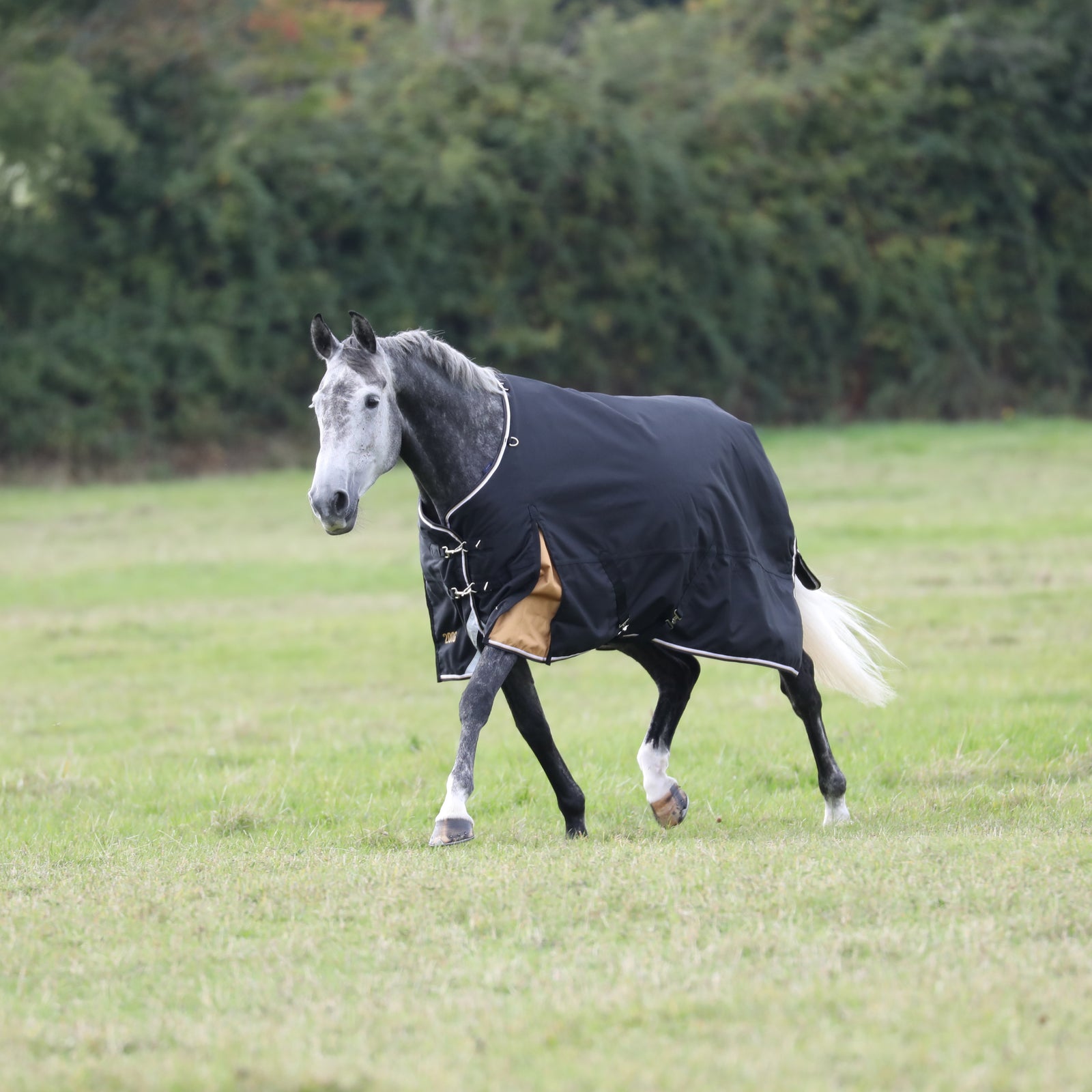 Highlander Plus 200g Turnout Rug - Black
