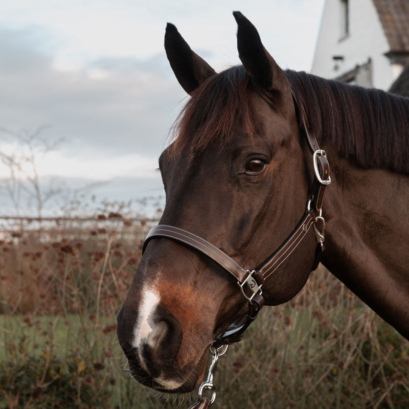 Dy’on US Halter