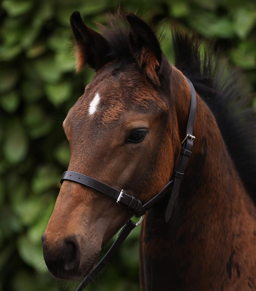 Premier Equine Standard Foal Slip 3/4" - Dark Havana