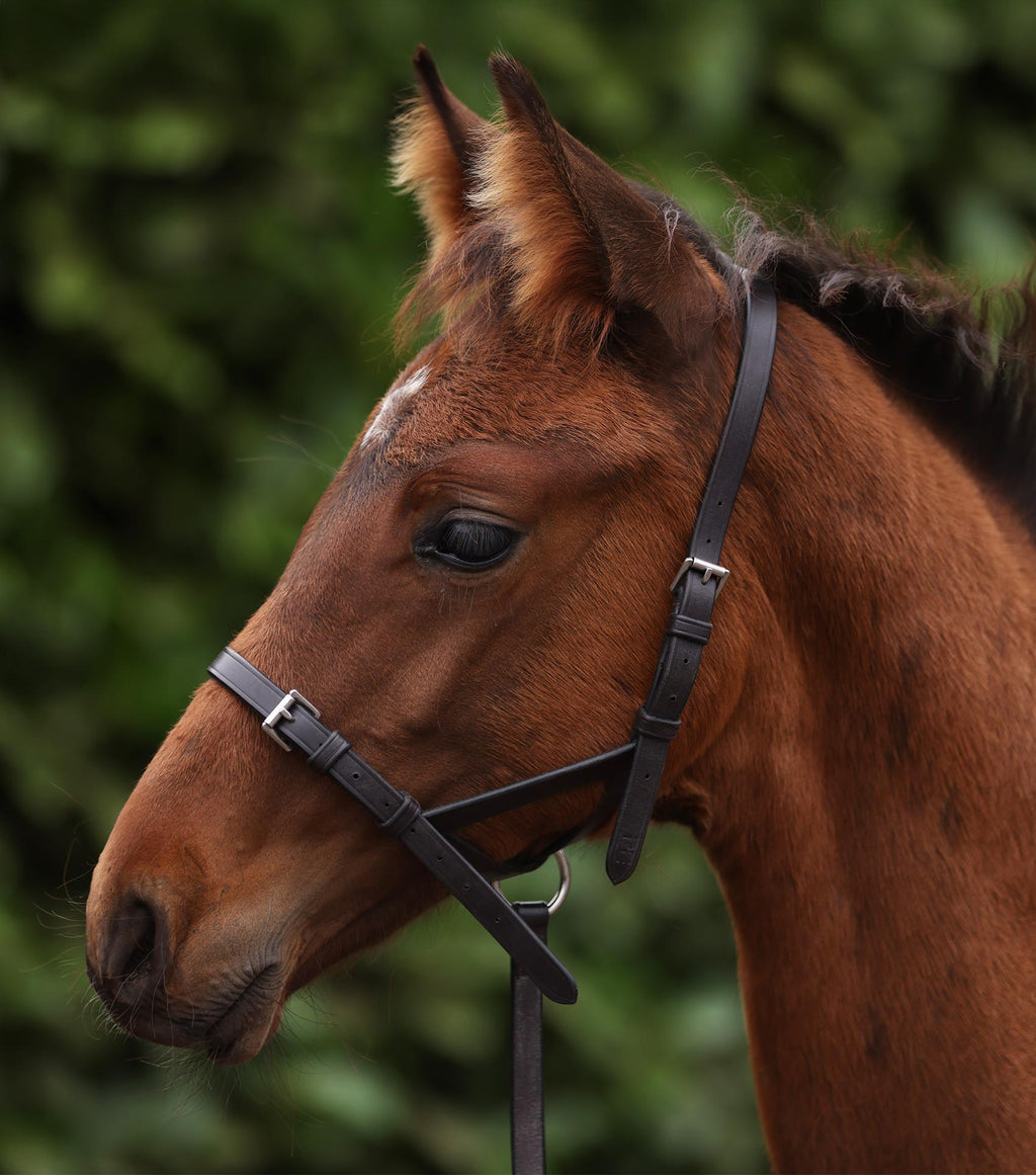 Premier Equine Foal Slip 1/2" - Dark Havana