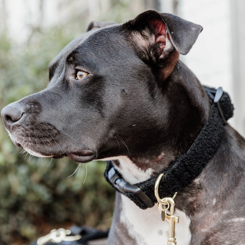 Kentucky Dog Collar Teddy Fleece – Black