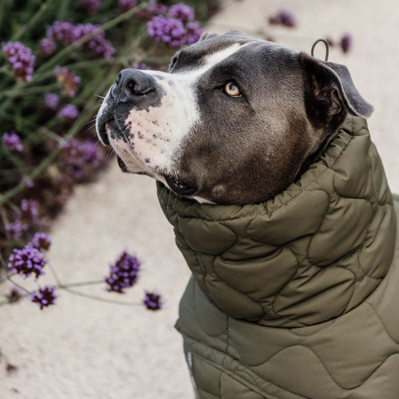 Kentucky  Dog Coat Pina