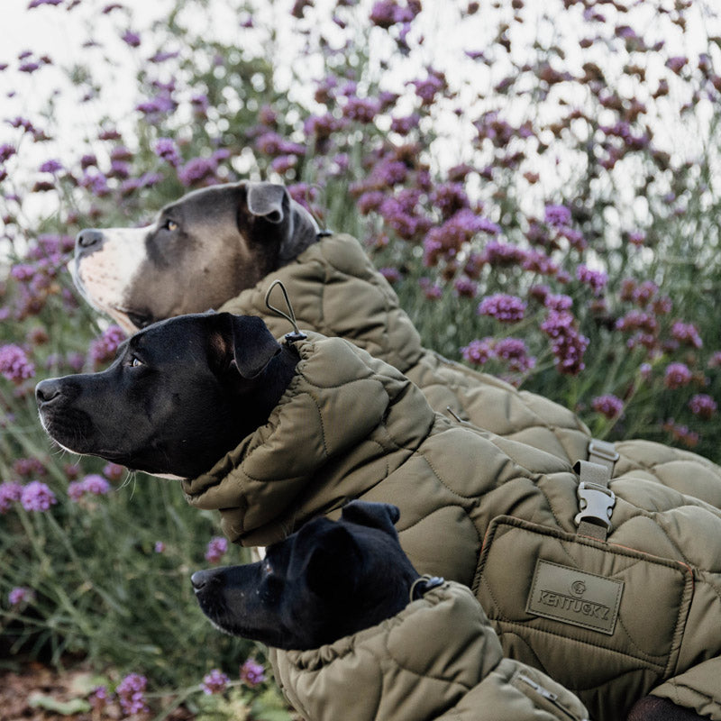 Kentucky  Dog Coat Pina