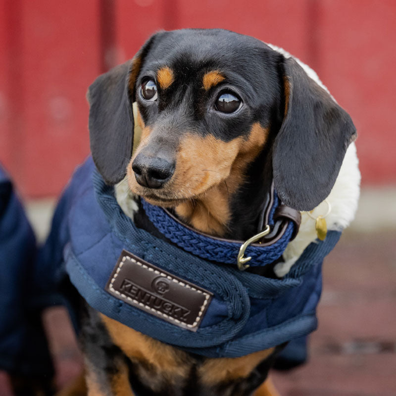 Kentucky Dog Coat