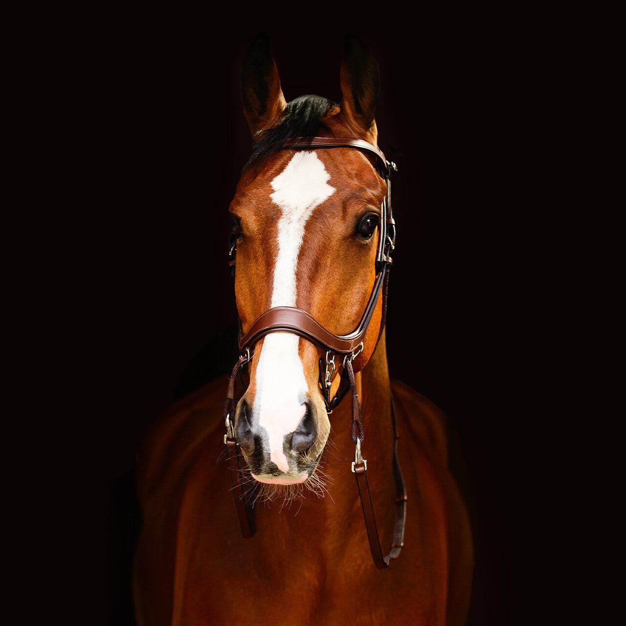 PresTeq FaySport Bitless Bridle