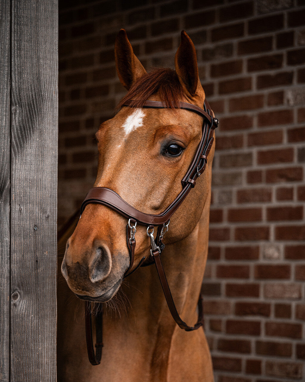 PresTeq FaySport Bitless Bridle