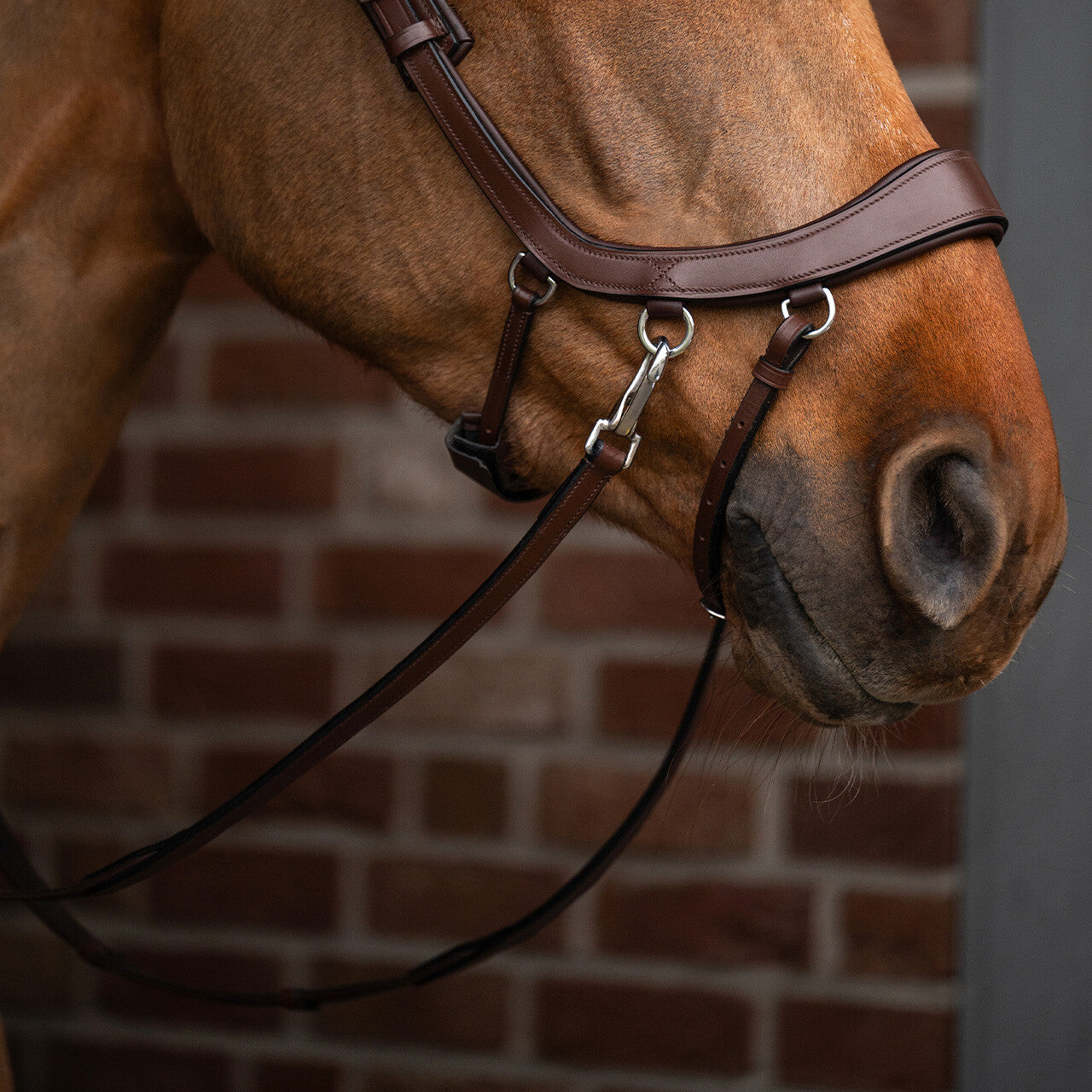 PresTeq FaySport Bitless Bridle