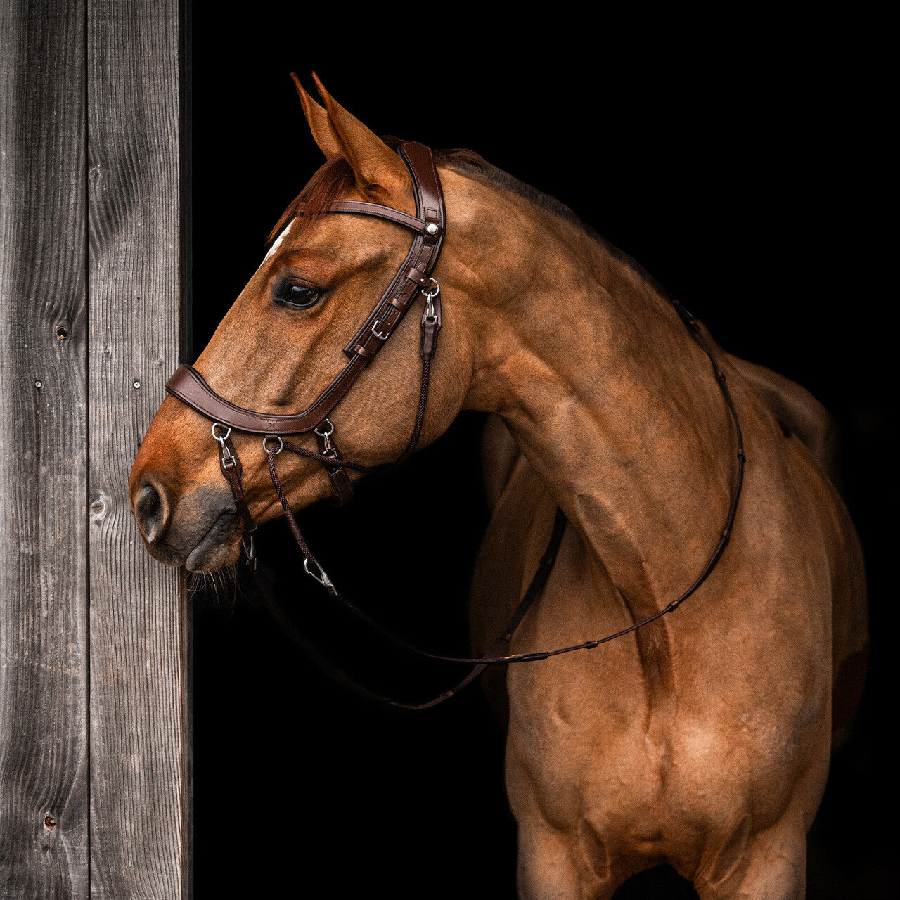 PresTeq FaySport Bitless Bridle