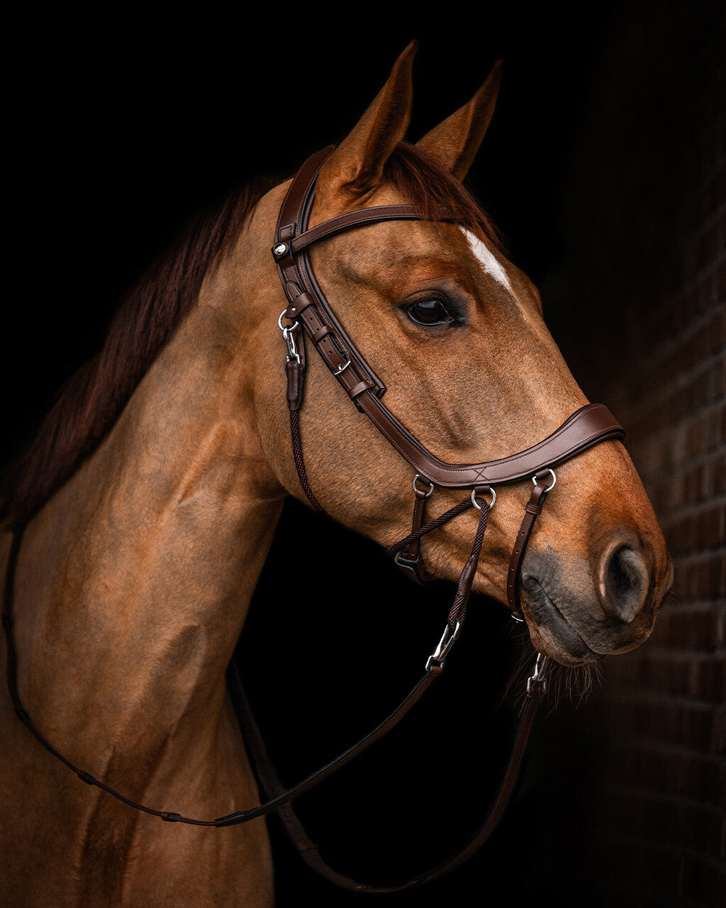 PresTeq FaySport Bitless Bridle