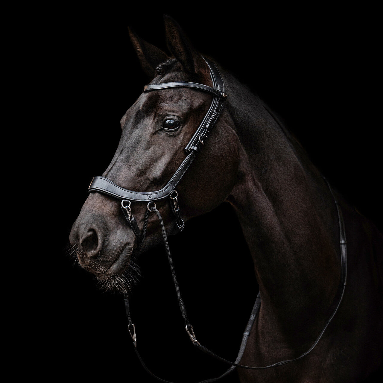 PresTeq FaySport Bitless Bridle