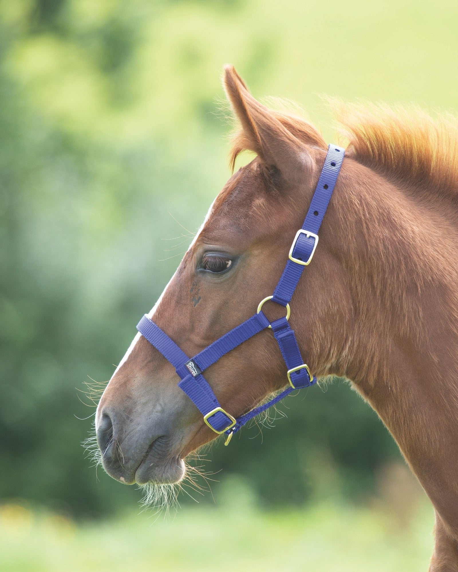 ARMA Foal Headcollar - Nags Essentials