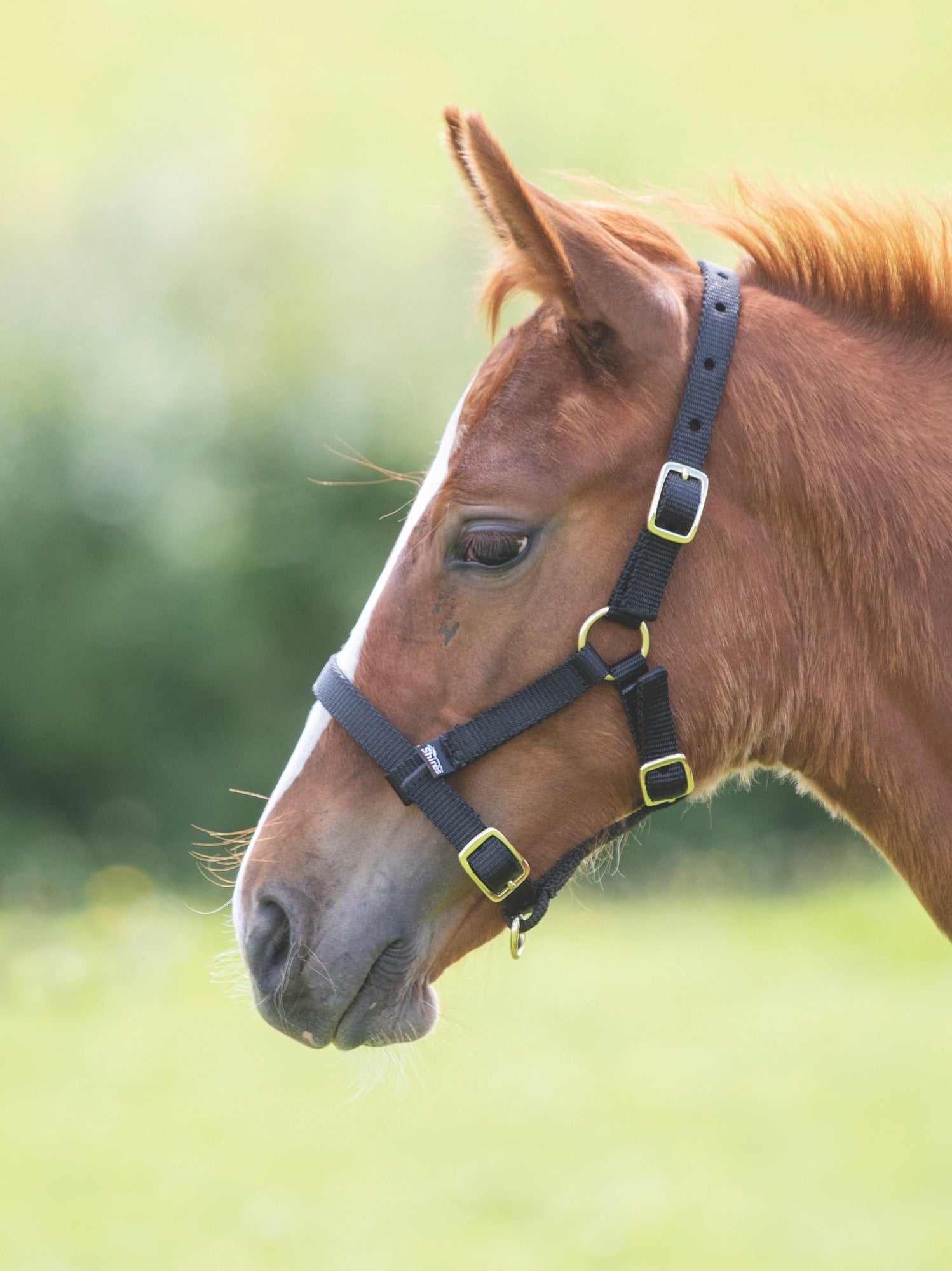 ARMA Foal Headcollar - Nags Essentials