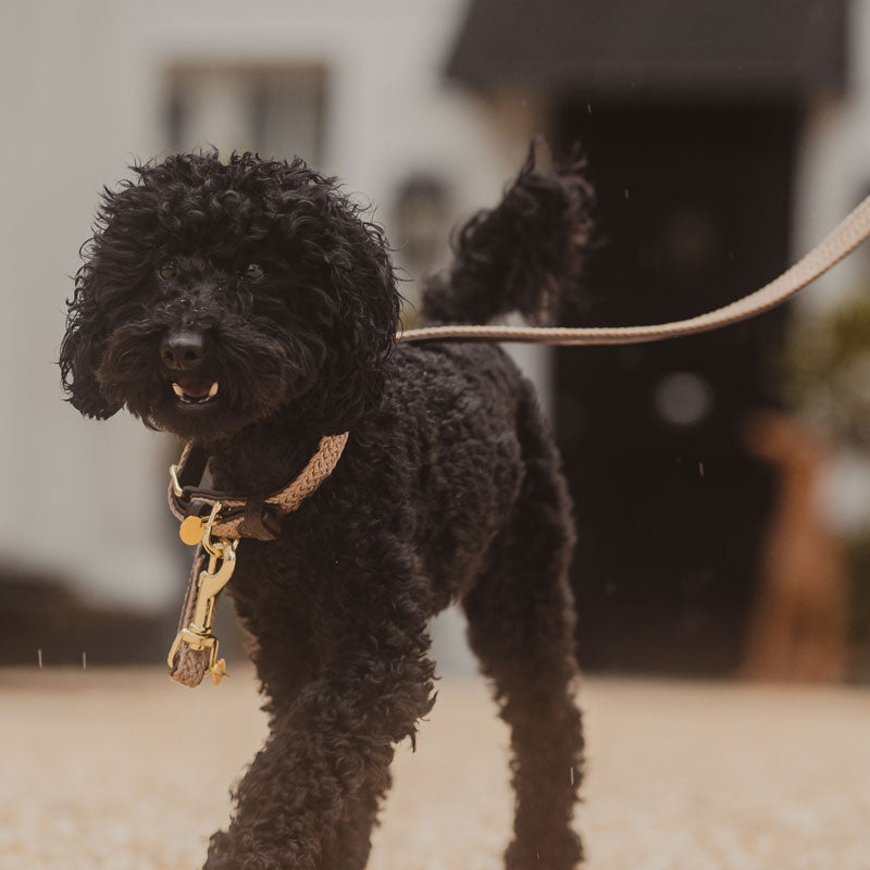 Kentucky Plaited Dog Lead