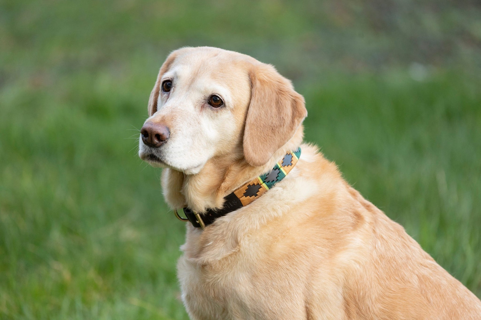 Benji & Flo Sublime Polo Leather Dog Collar - Nags Essentials