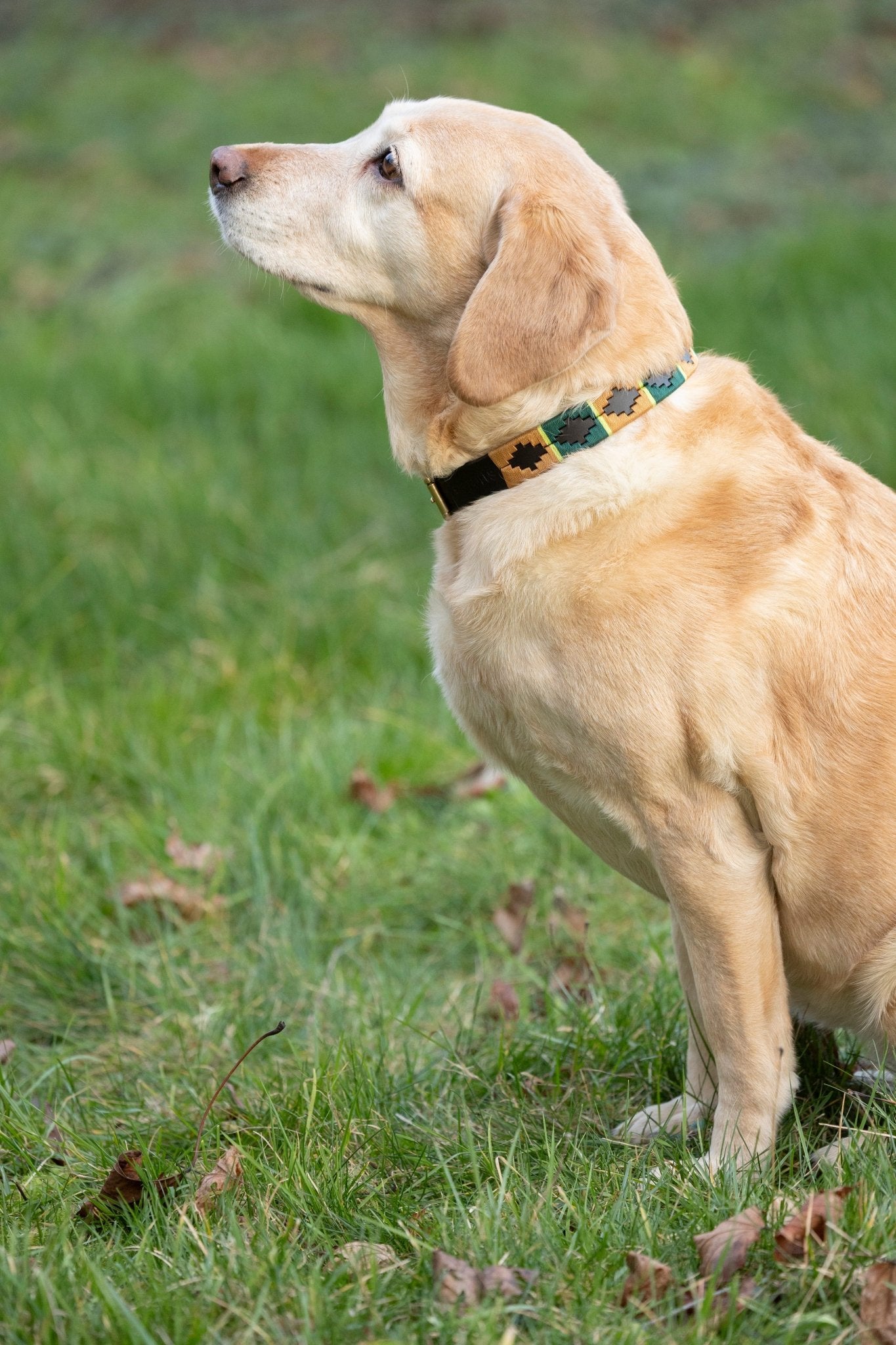 Benji & Flo Sublime Polo Leather Dog Collar - Nags Essentials