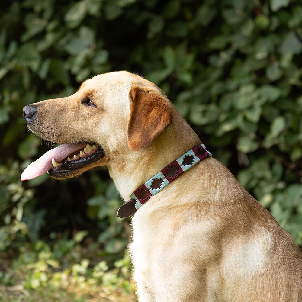 Benji & Flo Sublime Polo Leather Dog Collar - Nags Essentials