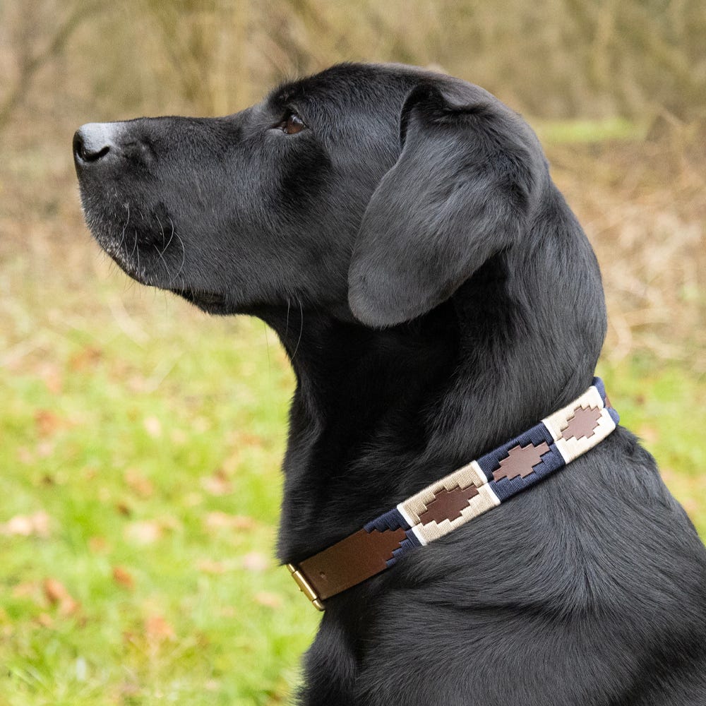 Benji & Flo Sublime Polo Leather Dog Collar - Nags Essentials