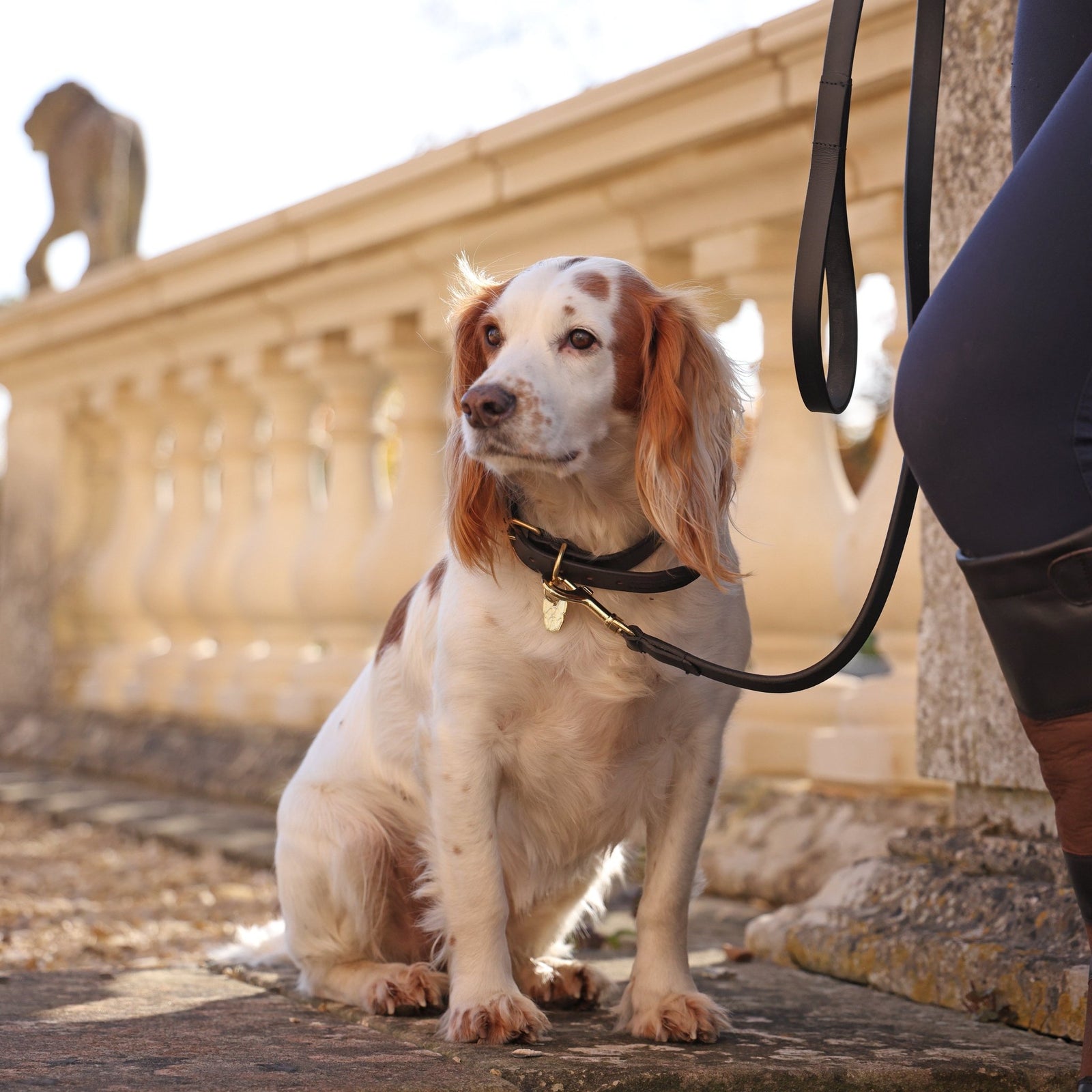 Digby & Fox Flat Leather Dog Lead - Nags Essentials
