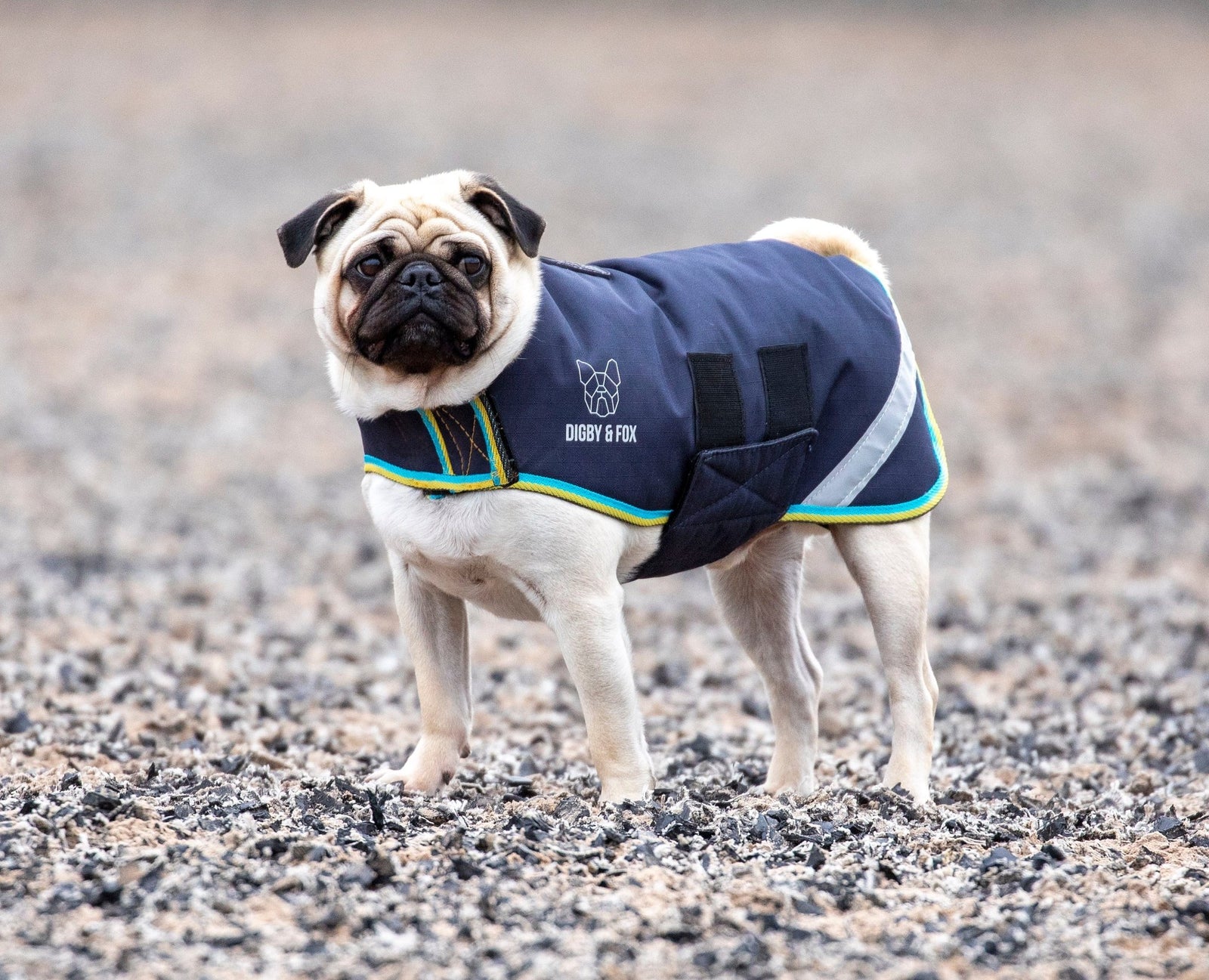 Digby & Fox Waterproof Dog Coat - Nags Essentials