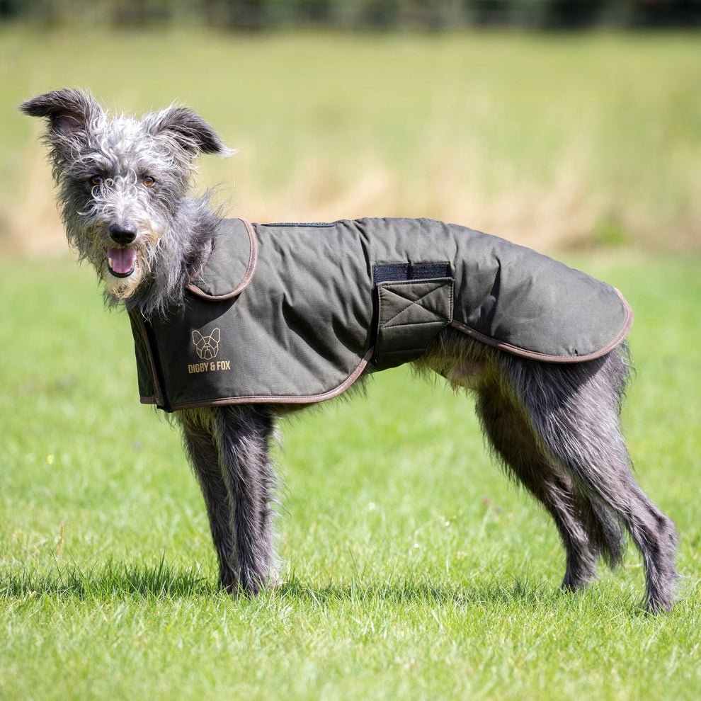 Digby & Fox Wax Greyhound Coat - Olive - Nags Essentials