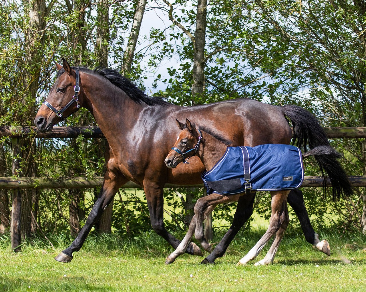 Foal Rug 100G - Nags Essentials