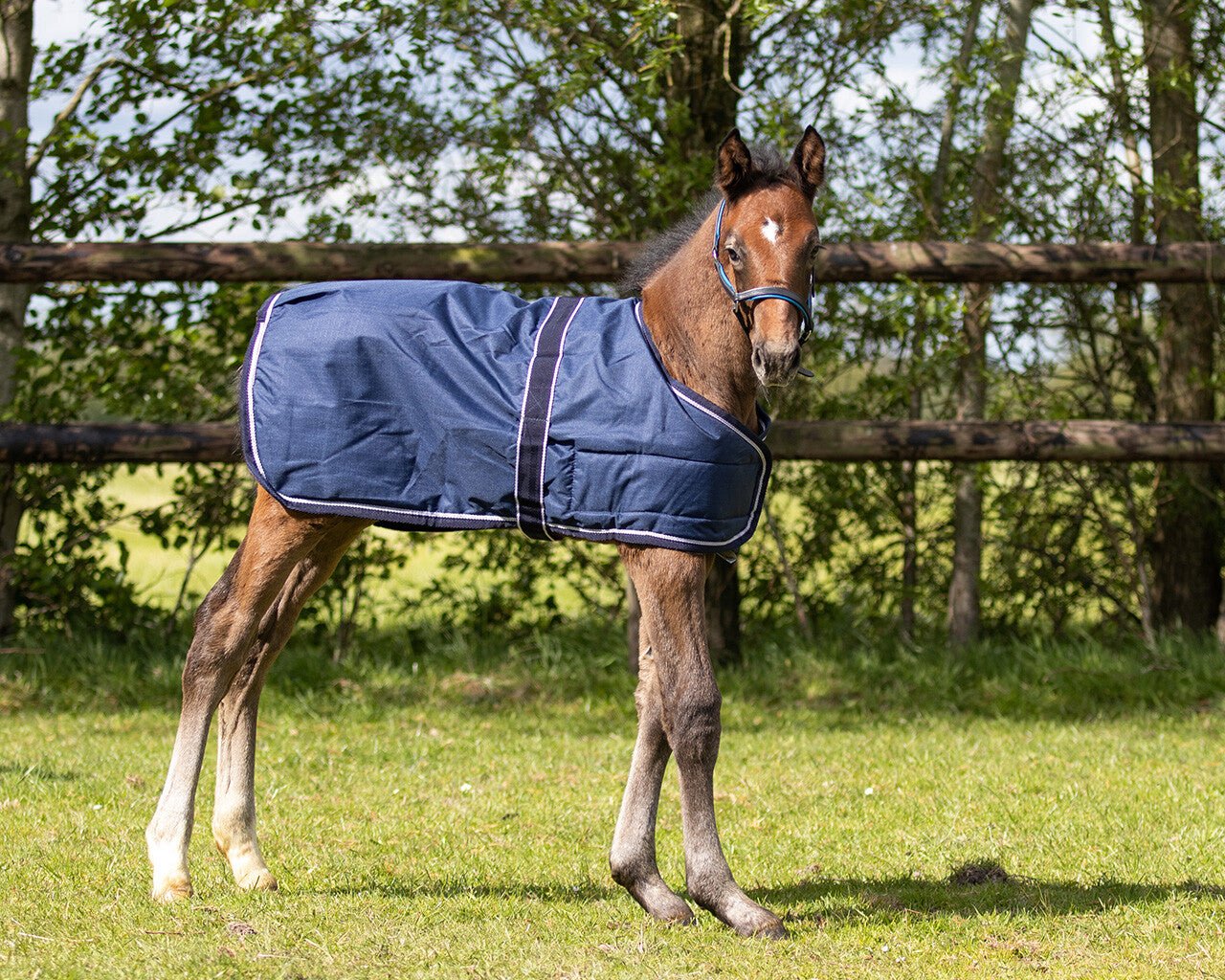 Foal Rug 100G - Nags Essentials